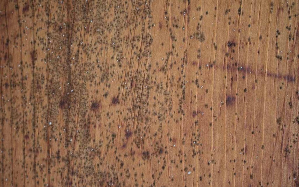 Mould on Your Wood Furniture